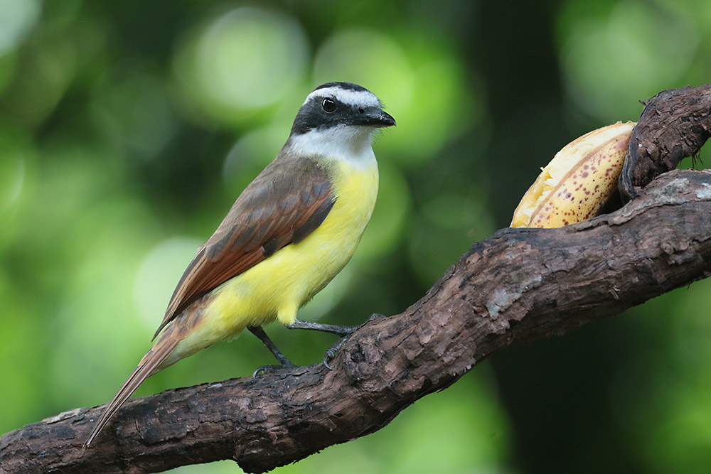 Great Kiskadee bij Selva Verde Lodge